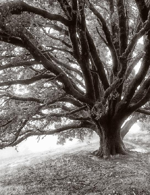 Панно и фотообои Affresco Фрески и фотообои ID12494