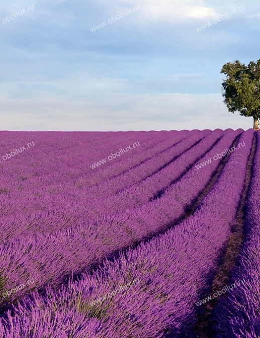 Панно и фотообои A. S. Creation XXL II 299 Lavender Field
