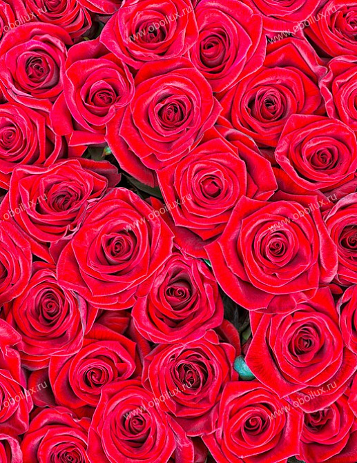 Панно и фотообои A. S. Creation XXL II 357 Red Roses 