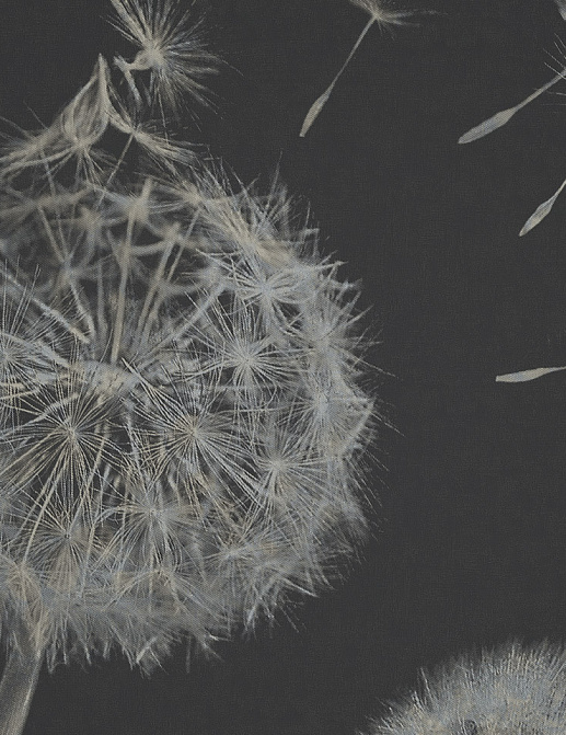 Панно и фотообои Italreflexes Macro Taraxacum-003/Silver