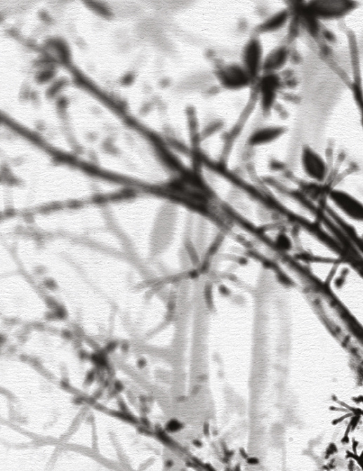 Панно и фотообои Skinwall Contemporary Collection 55