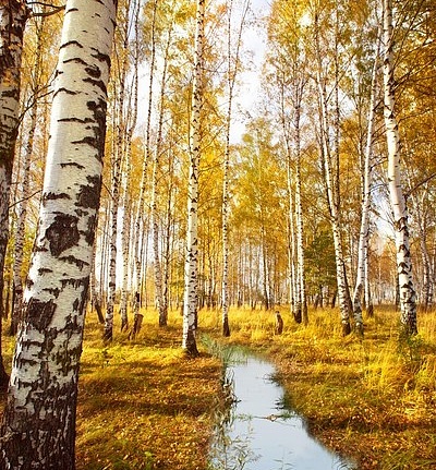 Панно и фотообои ID Wall NO.2 ID022088