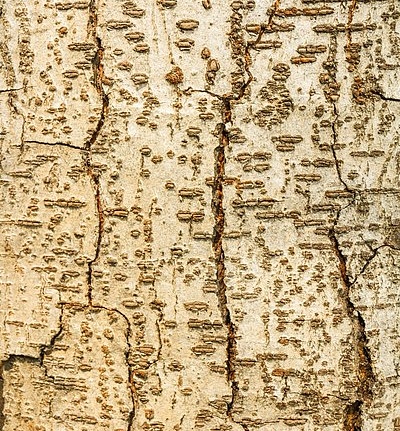 Панно и фотообои ID Wall NO.2 ID026002/2