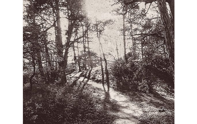 Нидерландские панно и фотообои Eijffinger, коллекция Lino, артикул 379100