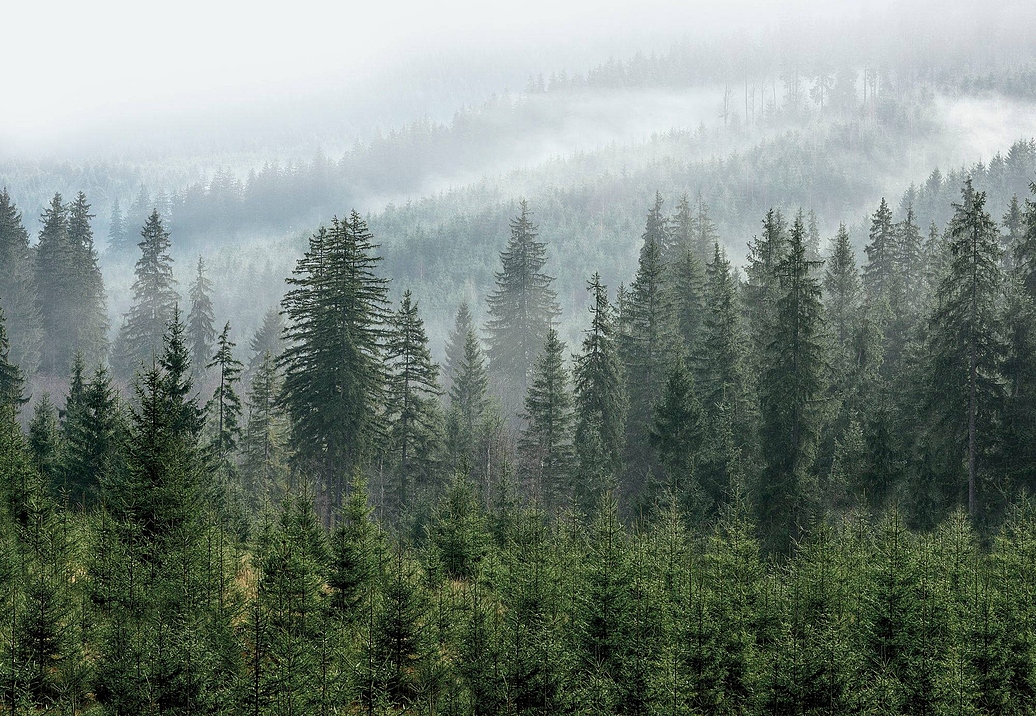 Панно и фотообои Ortograf Бесшовные обои и фрески ECO 34780