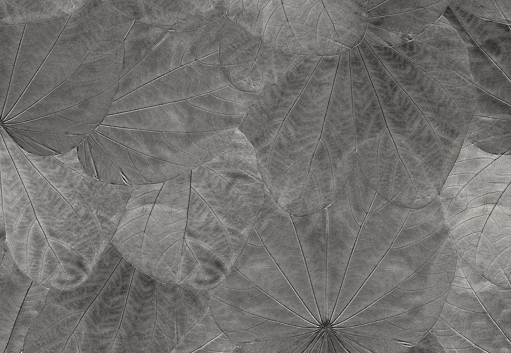 Панно и фотообои Italreflexes Macro Leaves-001/Slate