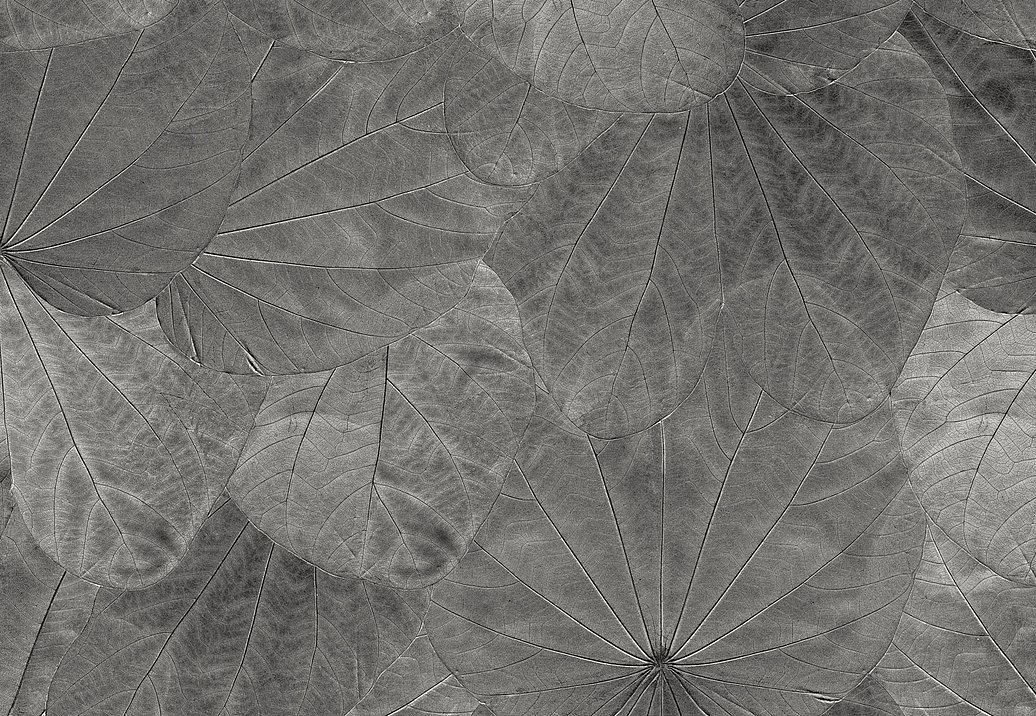 Панно и фотообои Italreflexes Macro Leaves-001/Slate