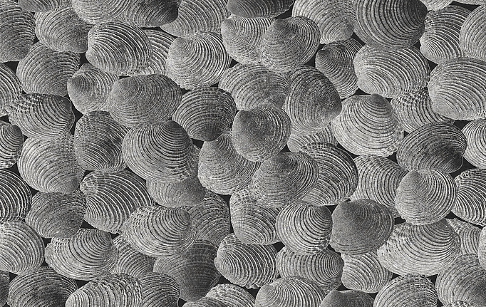 Итальянские панно и фотообои Italreflexes, коллекция Macro, артикул Shell-002/Slate