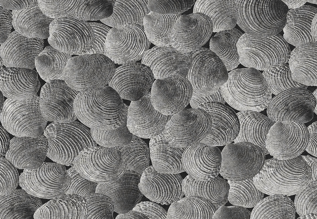 Панно и фотообои Italreflexes Macro Shell-002/Slate