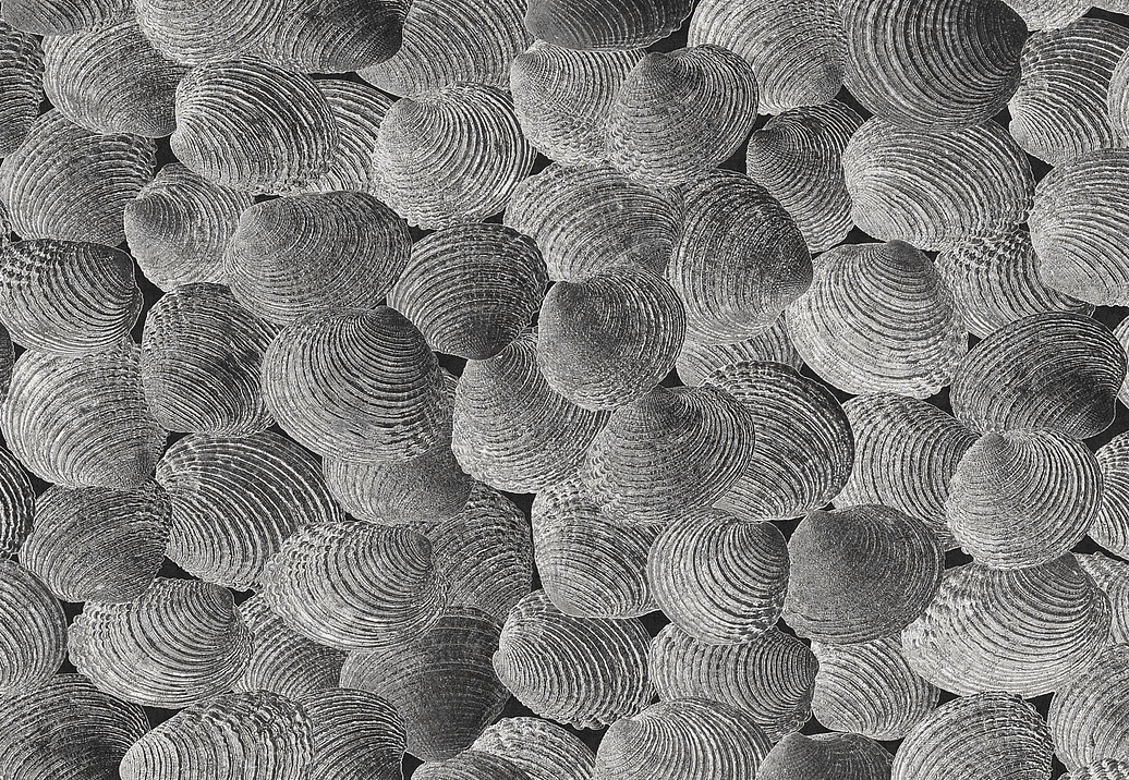 Панно и фотообои Italreflexes Macro Shell-002/Slate
