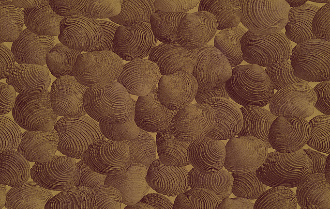 Итальянские панно и фотообои Italreflexes, коллекция Macro, артикул Shell-002/PureGold