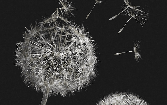 Итальянские панно и фотообои Italreflexes, коллекция Macro, артикул Taraxacum-003/Slate