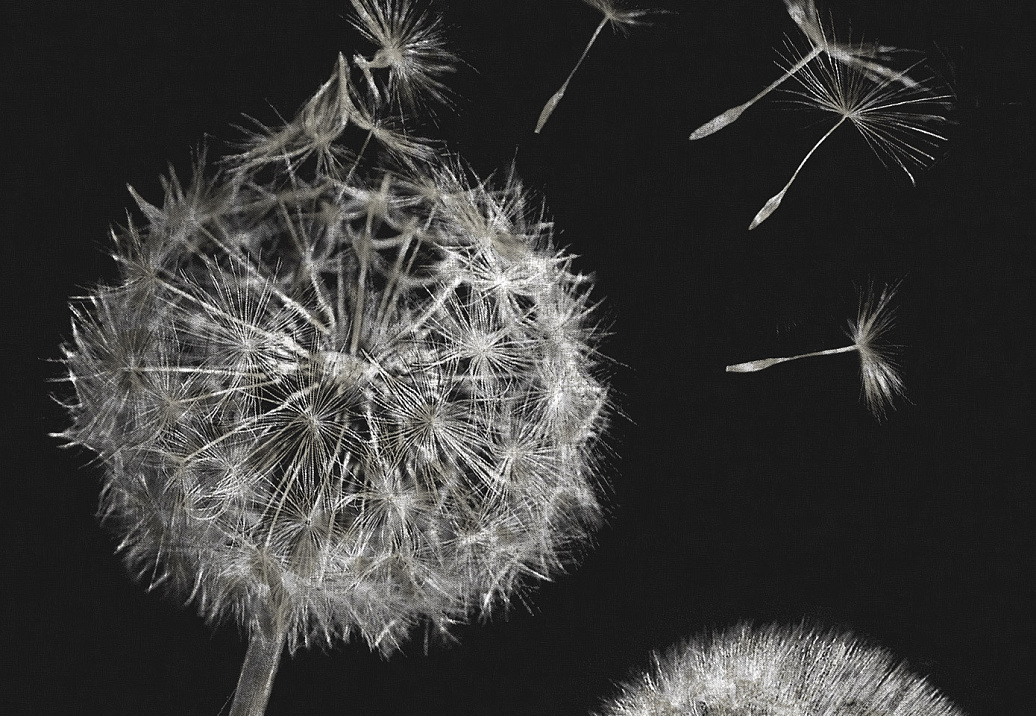 Панно и фотообои Italreflexes Macro Taraxacum-003/Slate