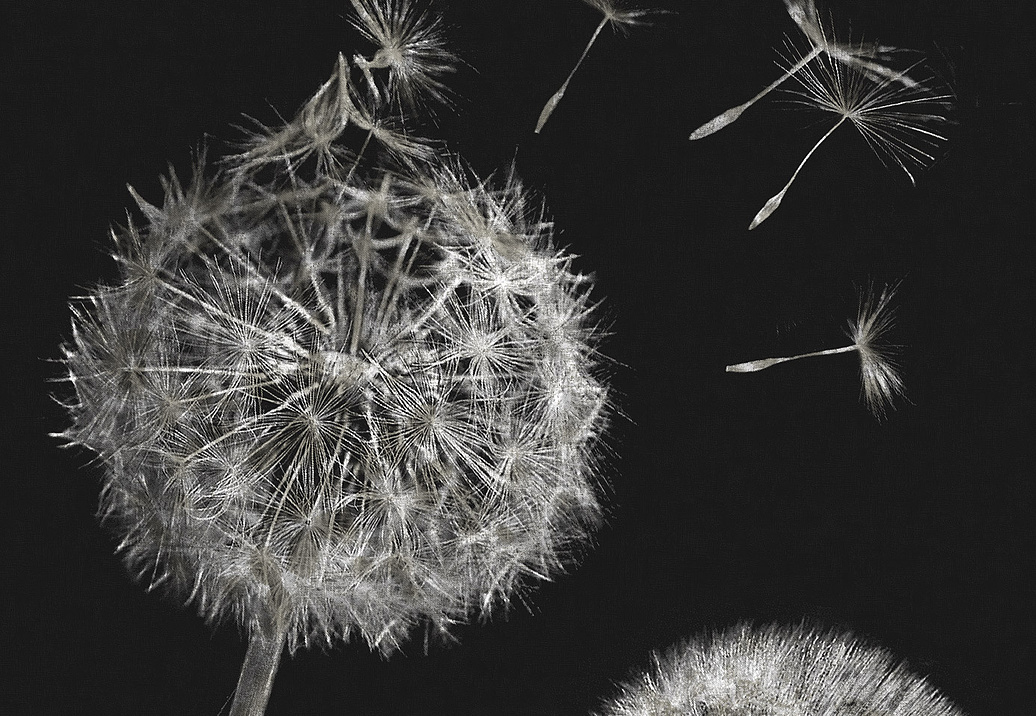 Панно и фотообои Italreflexes Macro Taraxacum-003/Slate