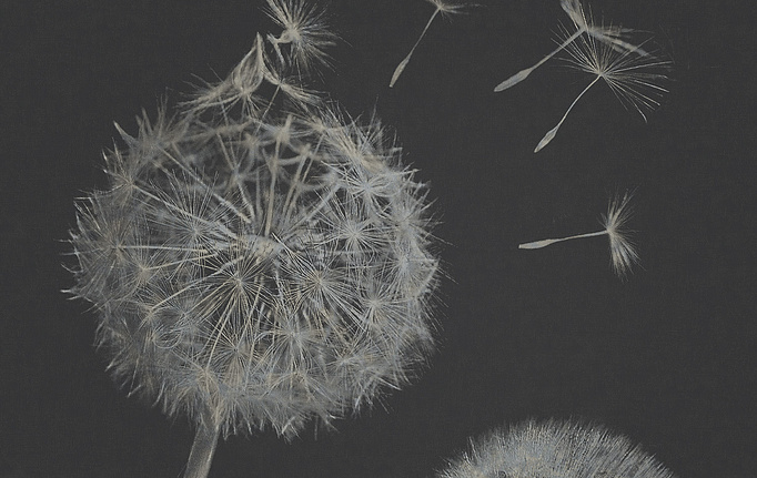 Итальянские панно и фотообои Italreflexes, коллекция Macro, артикул Taraxacum-003/Silver