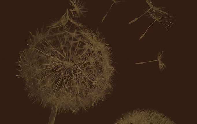 Итальянские панно и фотообои Italreflexes, коллекция Macro, артикул Taraxacum-003/Gold