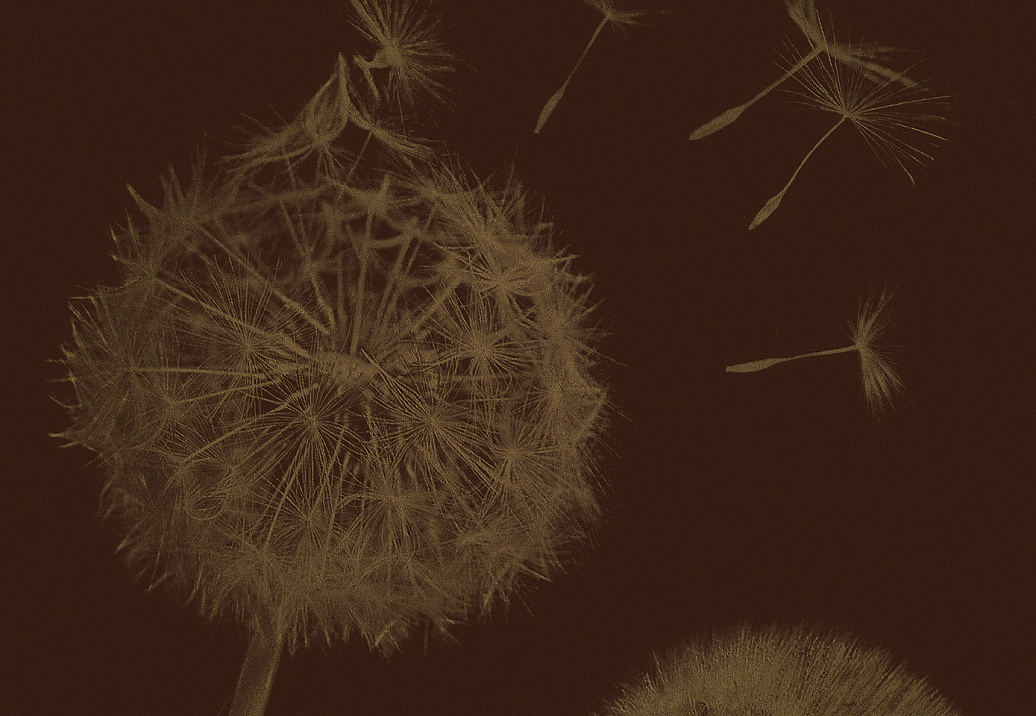 Панно и фотообои Italreflexes Macro Taraxacum-003/Gold