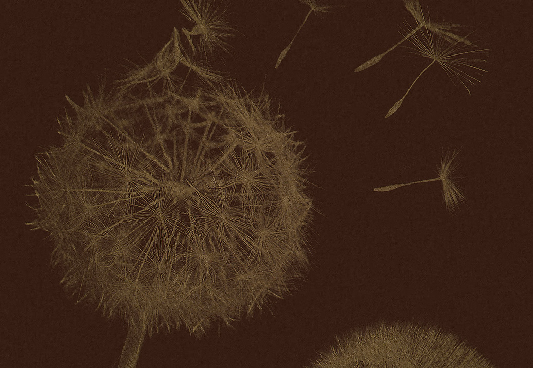 Панно и фотообои Italreflexes Macro Taraxacum-003/Gold