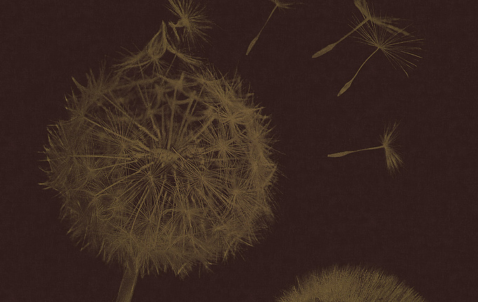 Итальянские панно и фотообои Italreflexes, коллекция Macro, артикул Taraxacum-003/PureGold
