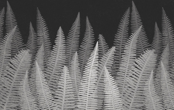 Итальянские панно и фотообои Italreflexes, коллекция Macro, артикул Fern-005/Slate