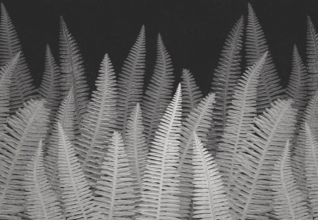 Панно и фотообои Italreflexes Macro Fern-005/Slate
