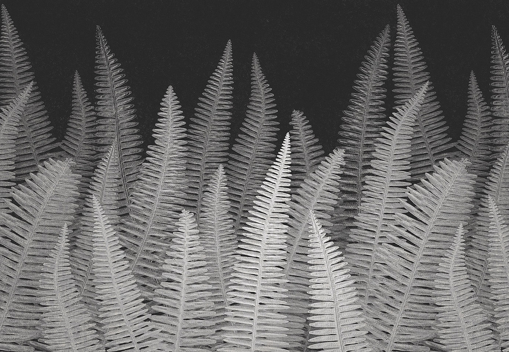 Панно и фотообои Italreflexes Macro Fern-005/Slate