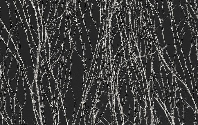Итальянские панно и фотообои Italreflexes, коллекция Macro, артикул Virginia Creeper-007/Slate