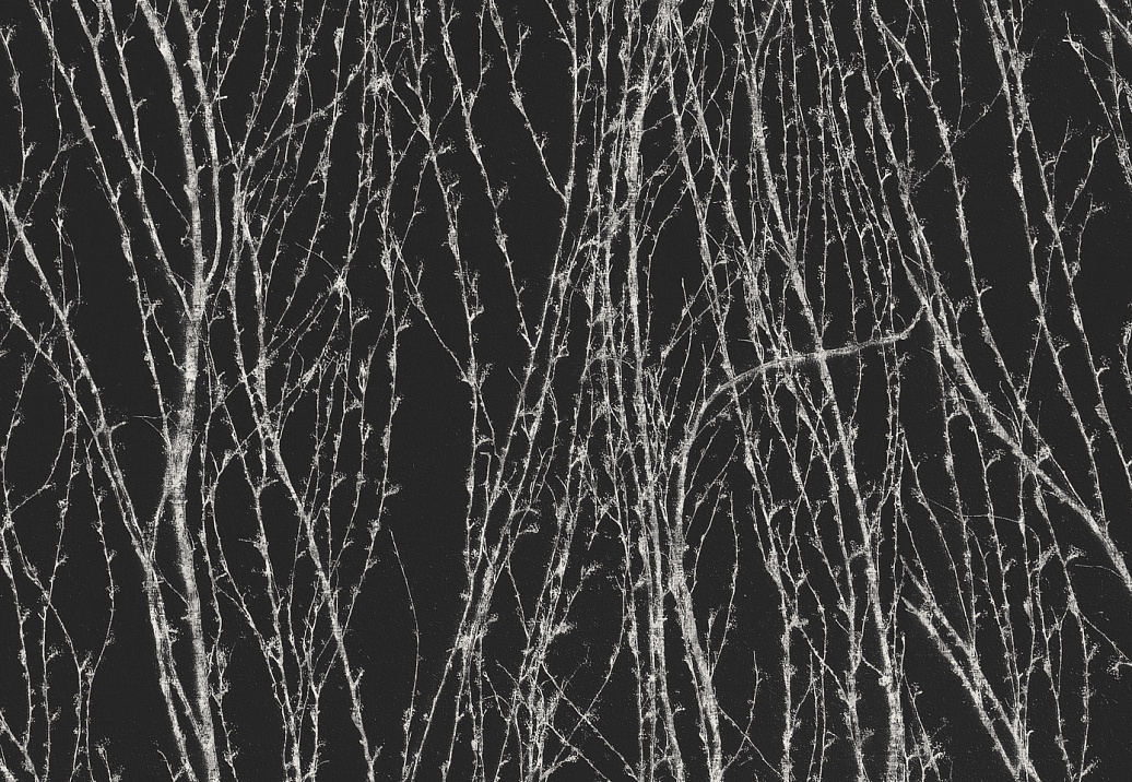 Панно и фотообои Italreflexes Macro Virginia Creeper-007/Slate