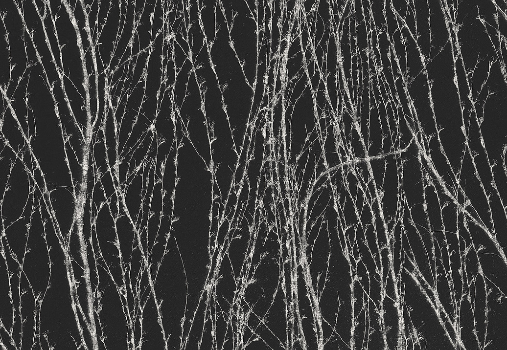 Панно и фотообои Italreflexes Macro Virginia Creeper-007/Slate