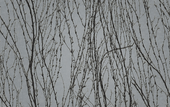 Итальянские панно и фотообои Italreflexes, коллекция Macro, артикул Virginia Creeper-007/Silver