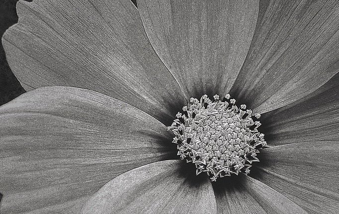 Итальянские панно и фотообои Italreflexes, коллекция Macro, артикул Flower-013/Slate