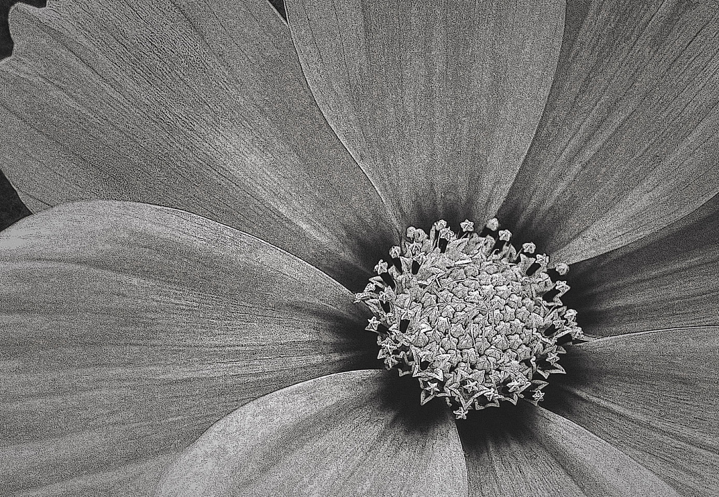 Панно и фотообои Italreflexes Macro Flower-013/Slate
