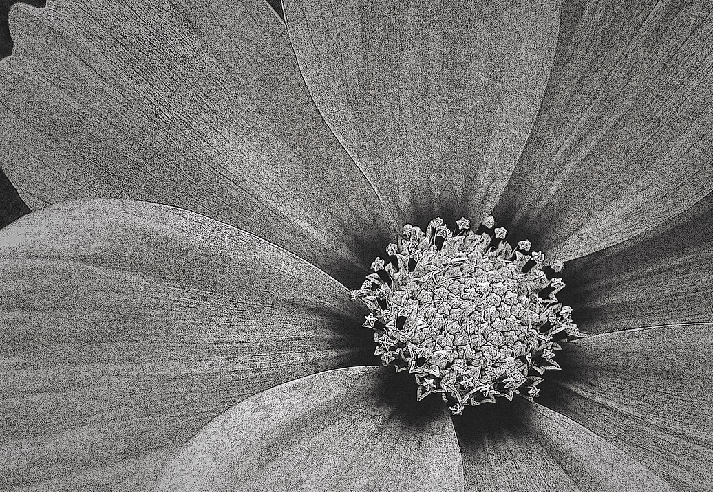 Панно и фотообои Italreflexes Macro Flower-013/Slate