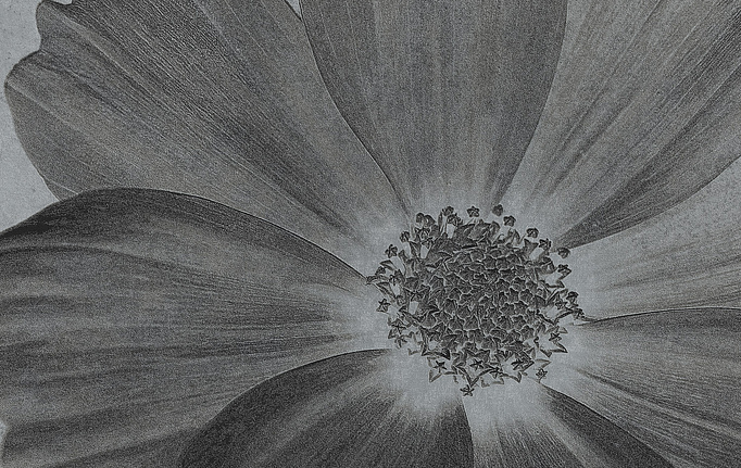 Итальянские панно и фотообои Italreflexes, коллекция Macro, артикул Flower-013/Silver