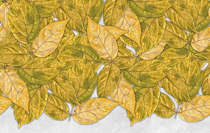 Российские панно и фотообои ID Wall, коллекция Botanica, артикул ID048005