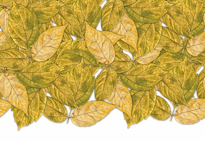 Панно и фотообои ID Wall Botanica ID048006
