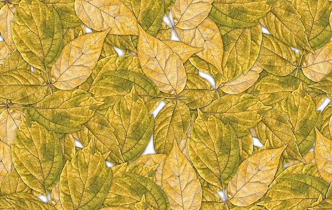 Российские панно и фотообои ID Wall, коллекция Botanica, артикул ID048008