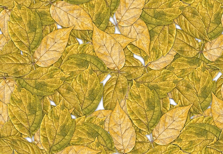 Панно и фотообои ID Wall Botanica ID048008