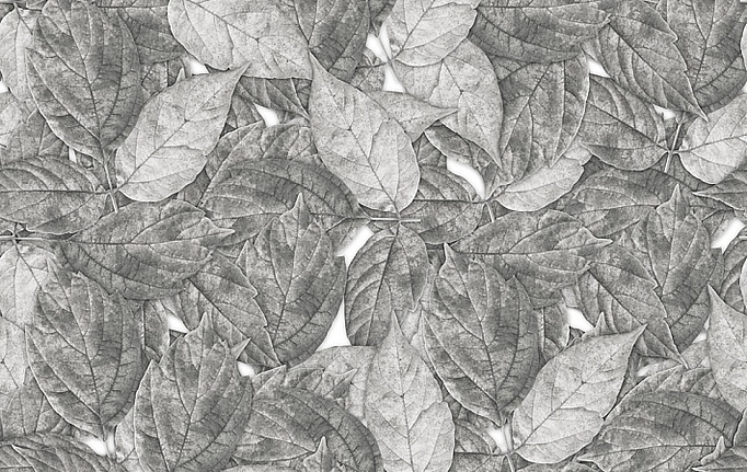Российские панно и фотообои ID Wall, коллекция Botanica, артикул ID048009