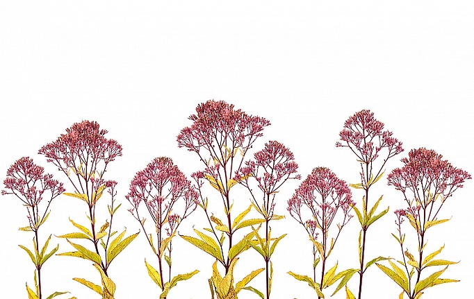 Российские панно и фотообои ID Wall, коллекция Botanica, артикул ID048011