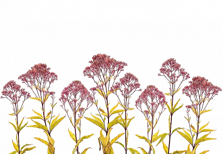 Панно и фотообои ID Wall Botanica ID048011