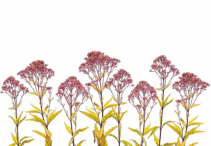 Панно и фотообои ID Wall Botanica ID048011