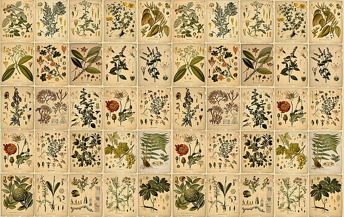 Российские панно и фотообои ID Wall, коллекция Botanica, артикул ID048023