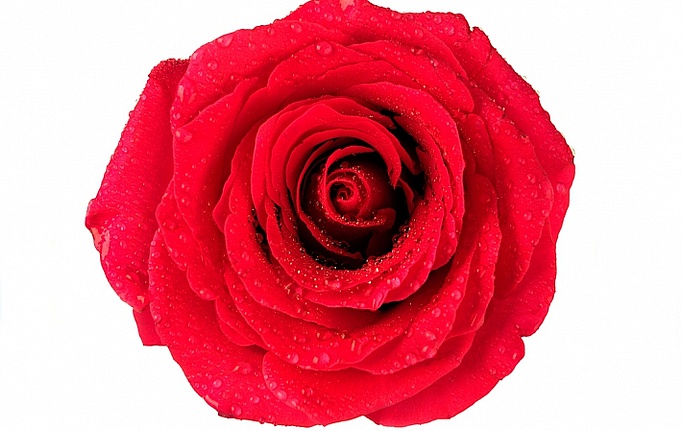 Российские панно и фотообои ID Wall, коллекция Botanica, артикул ID048026