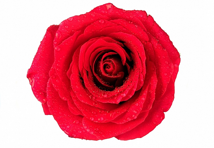 Панно и фотообои ID Wall Botanica ID048026