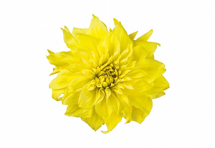 Панно и фотообои ID Wall Botanica ID048028