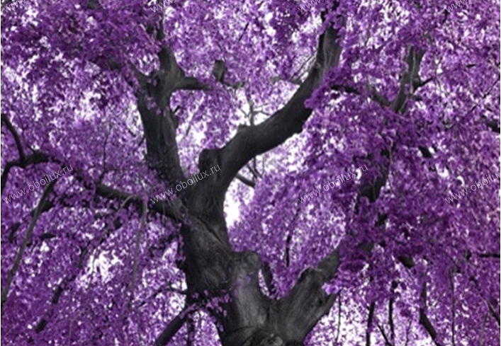 Панно и фотообои A. S. Creation XXL 0365-9