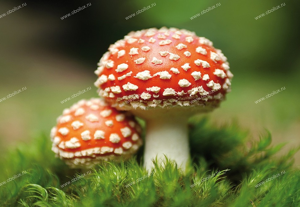Панно и фотообои A. S. Creation XXL II 321 Fly Agaric