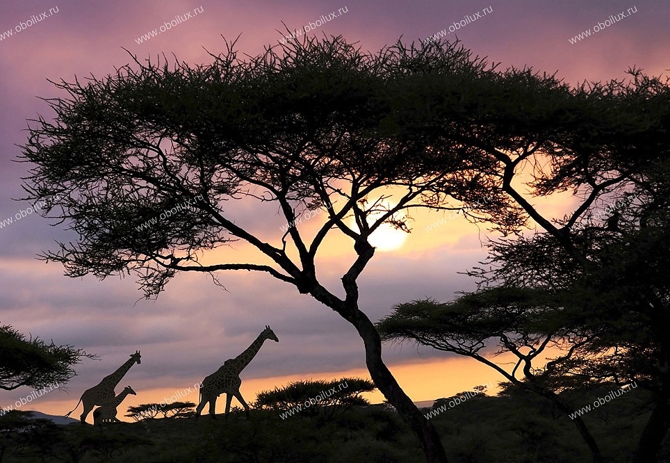 Панно и фотообои A. S. Creation XXL II 296 Giraffe At Sunset
