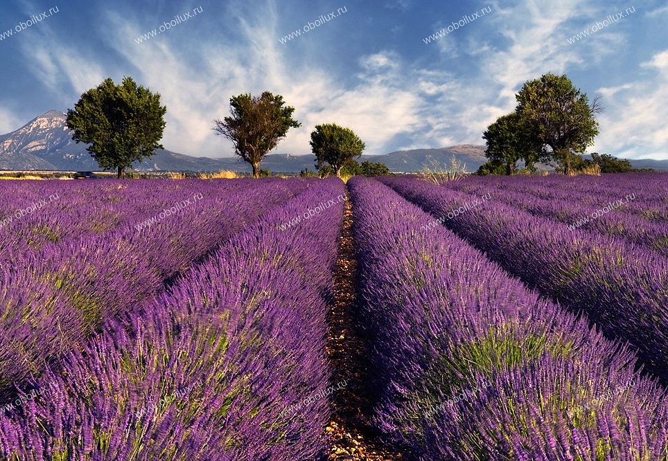 Панно и фотообои A. S. Creation XXL II 298 Lavender